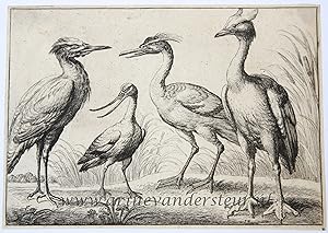 Antique print, etching | Four wading birds [set: Diversae avium species]/ Watervogels, published ...