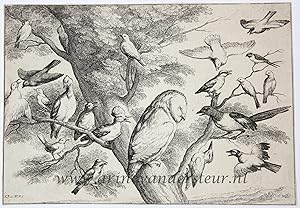 Antique print, etching | Birds mobbing an owl [set: Diversae avium species]/Vogels plagen een uil...