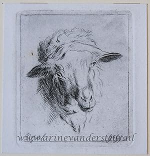 [Antique print, etching] Head of a sheep, published ca. 1850, 1 p.