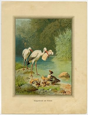 Antique Print-ORNITHOLOGY-STORK-DUCKLING-BABY-Seeger-ca. 1880