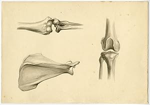 Antique Drawing-DRAWING-BONE-ANIMAL-Fries-Peters-1878