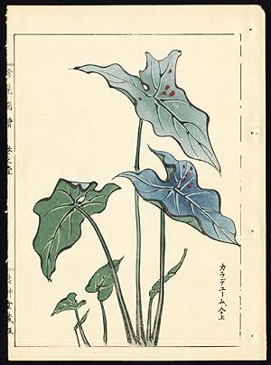 Antique Print-ANTHURIUM-FLAMINGO FLOWER-JAPAN-P. 25r-Kondo Ariyoshi-Keisho-1888