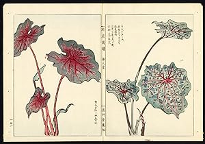 Antique Print-ANTHURIUM-FLAMINGO FLOWER-JAPAN-Pl. 21-Kondo Ariyoshi-Keisho-1888