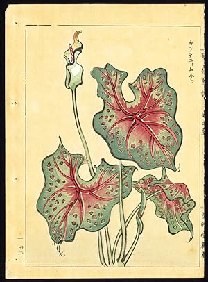 Antique Print-ANTHURIUM-FLAMINGO FLOWER-JAPAN-P. 25l-Kondo Ariyoshi-Keisho-1888