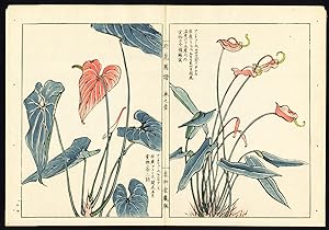 Antique Print-ANTHURIUM-FLAMINGO FLOWER-JAPAN-Pl. 17-Kondo Ariyoshi-Keisho-1888
