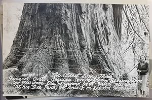 Real Photo Post Card: "'The Oldest Living Thing,' General Custer Sequoia Semperviren Redwood Tree...
