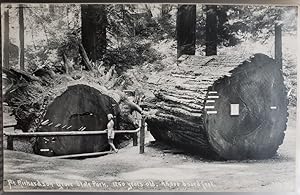 Real Photo Post Card: "At Richardson Grove State Park, 1250 years old, 95,000 board feet"