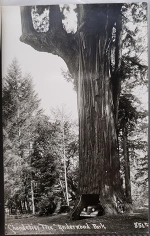 Real Photo Post Card: "'Chandelier Tree,' Underwood Park."