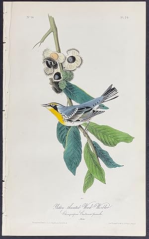 Yellow-throated Wood-Warbler
