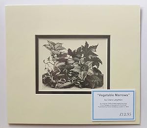 Vegetable Marrows (1936 Lithograph Print, Farming )