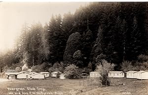 Evergreen Glade Camp, California Redwoods Postcard
