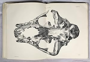 British Pleistocene Felidae. Felis Spelaea. Goldfuss. (Vol.I Parts I, 2 & 3 ). The British Pleist...