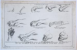 [Antique print, etching] Anatomy of a lions paw [set title: Receuil de Lions, series A]/De anato...