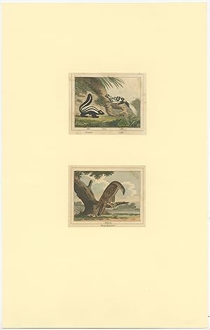 Antique Print of Pole-Cats and a Honey Buzzard by Barr (1797)
