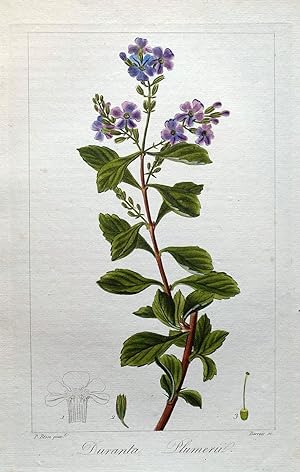 SKY FLOWER DURANTA Pancrace Bessa Hand Coloured Antique Botanical Print c1820
