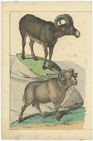 Antique Print of Mountain Sheep (c.1880)