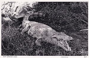 Kenya East African Game Crocodile Old Real Photo Postcard