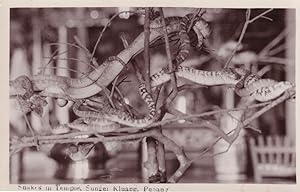 Real Live Snakes in Sungei Kluang Penang Malaysia Old RPC Postcard