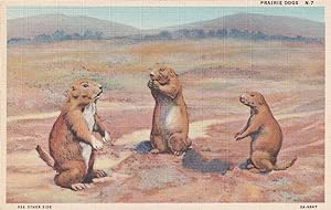 Prairie Dogs on American Highways Animal Linen Old Postcard