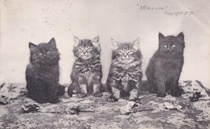 All In A Row St Albans Cats Antique Baby Animal Kittens Postcard