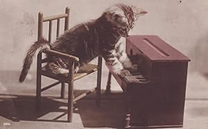 Cat Playing Miniature Toy Piano Kitten Cute Old Postcard