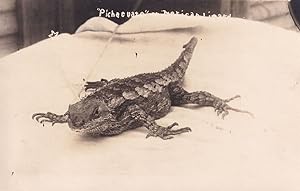 Giant Reptile Lizard Bed Antique Scary Animal WW1 Postcard
