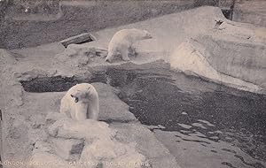 Polar Bear London Zoo Stereoscopic Series Antique Postcard