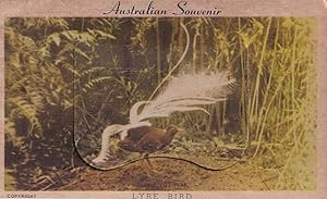 Australian Lyre Bird Vintage Mailing Novelty Fold Open Postcard