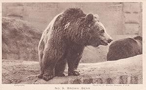 Brown Bear London Zoological Gardens Antique Postcard