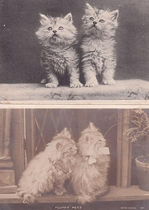 Fluffy Pets 2x Cute Kitten Antique Cat Postcard s