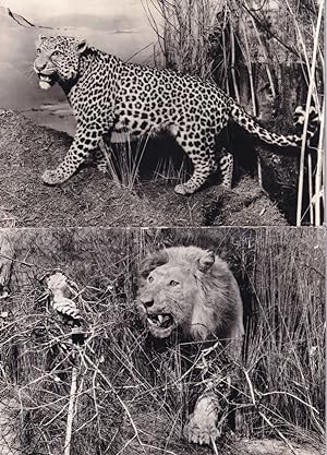 Leopard Lion Birmingham Cat Natural History Museum 2x Postcard s