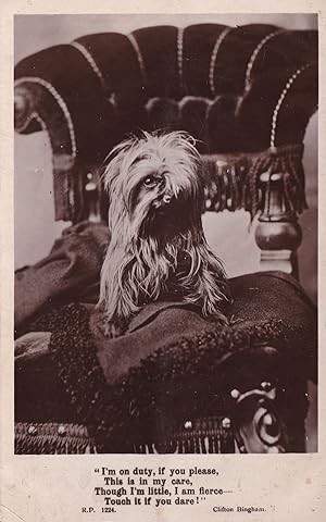 Clifton Bingham Puppy Dog Real Photo Old Postcard