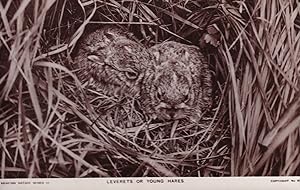 Leverets Young Hare Hares Antique Real PPC Bromide Postcard