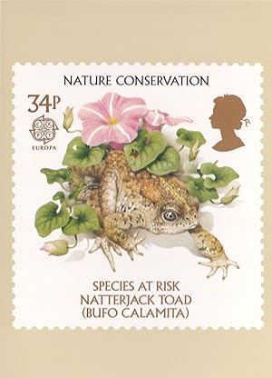 Natterjack Toad Frog Endangered Species Rare Limited Postcard