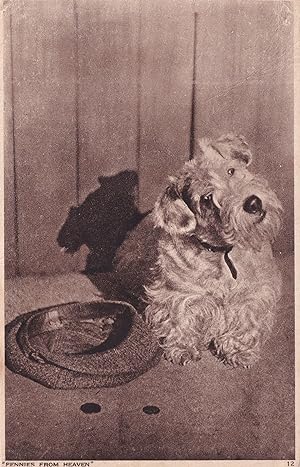 Pennies From Heaven Dog Begging Money Hat WW2 Postcard