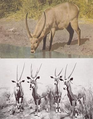 Water Buck at Kruger National Park Gemsbock 2x Old Postcard s