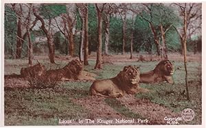 Lions at Kruger National Park Vintage Real Photo Postcard