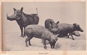 Wart Hog Chicago National History Museum Antique Postcard