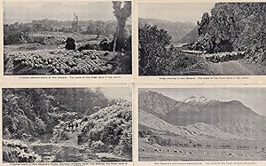 New Zealand Crystal Mountain Stream Sheep 4x Antique Postcard s