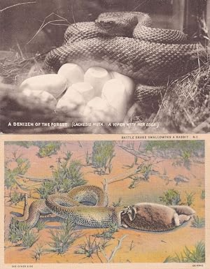 Viper & Baby Eggs Denizen Forest 2x USA Snake Postcard s