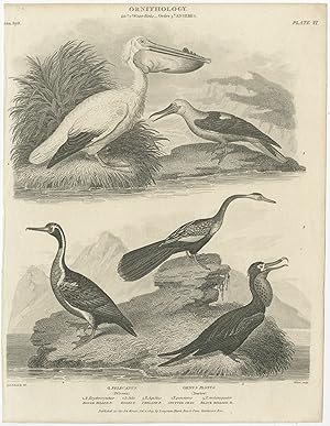 Antique Print of Pelican and Darter Birds by Rees (1809)