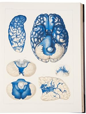 Studien in der Anatomie des Nervensystems und des Bindegewebes