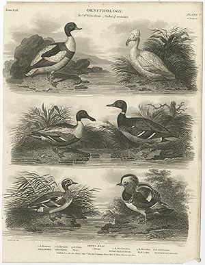 Antique Print of the Shoveler, Teal, Mallard and other Bird Species by Rees (1807)