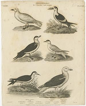 Antique Print of Gull, Tern and Skimmer Bird Species by Rees (1811)