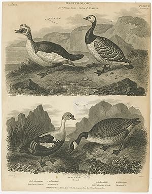Antique Print of Goose and Duck Species by Rees (1806)