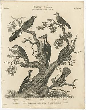 Antique Print of Woodpecker, Nuthatch and other Bird Species by Rees (1804)