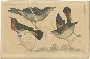 Antique Print of various Flycatchers by Fullarton (c.1850)