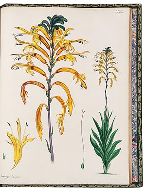 The Botanist's Repository, for New, and Rare Plants. Containing Coloured Figures of Such Plants, ...