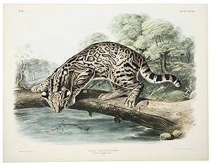 Ocelot or Leopard Cat from The Viviparous Quadrupeds of North America