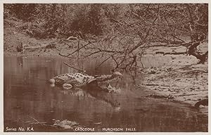 Crocodile Murchison Falls Uganda Antique Real Photo Postcard
